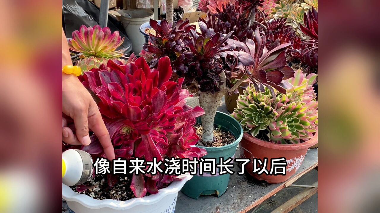 多肉植物直接浇自来水可以吗?不同水有什么区别?