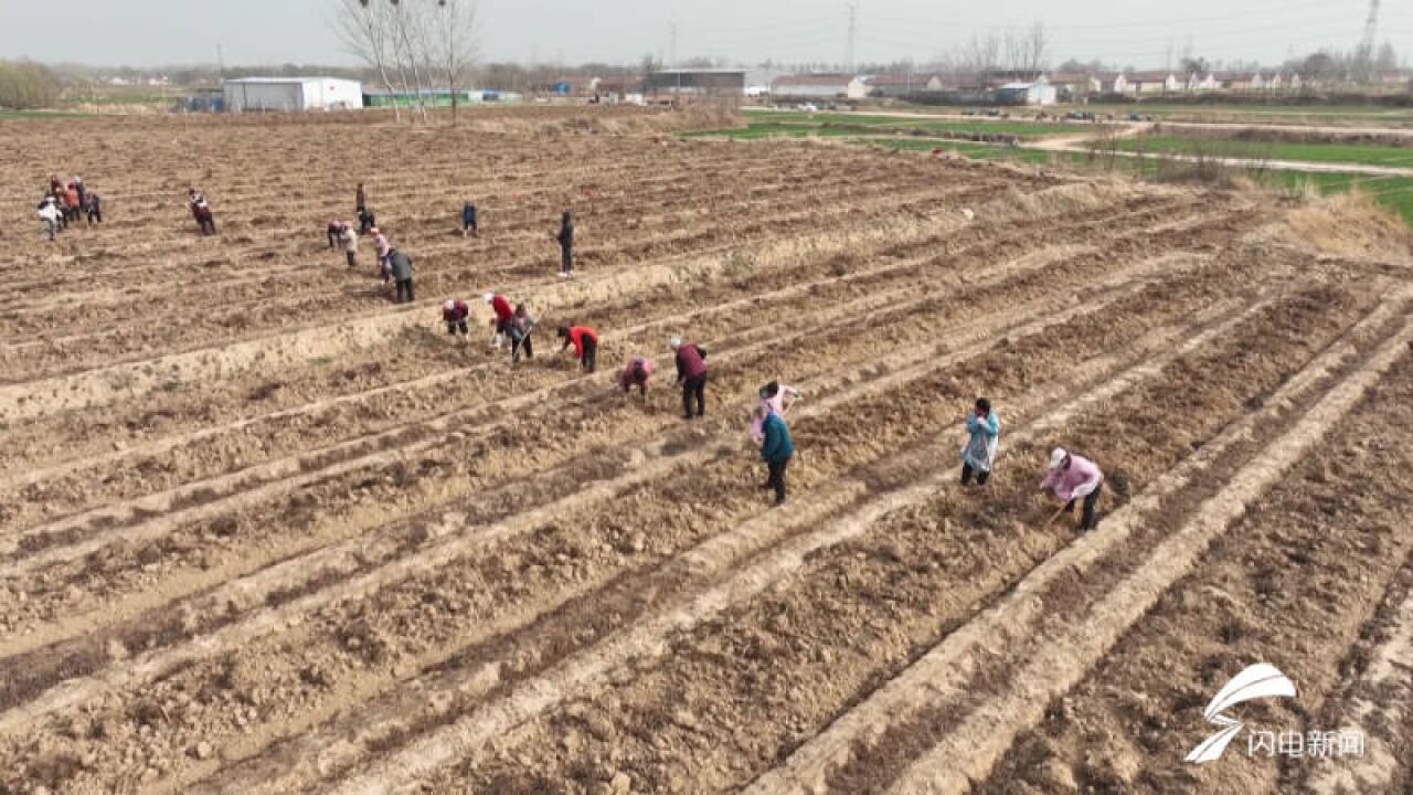 德州陵城:中药材种植开出乡村振兴“致富良方”