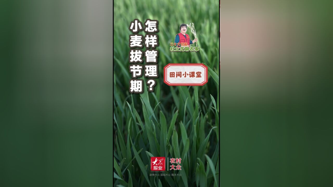 杜立芝田间小课堂|小麦拔节期怎样管理?