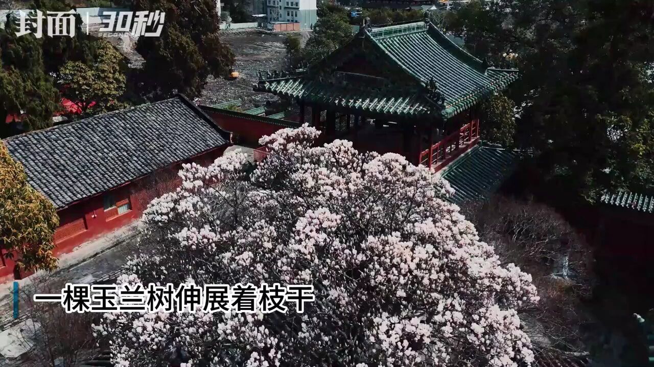 绵阳平武变身“花花世界” 邀您一起“上春山”|走花路