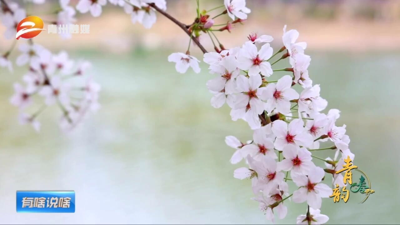 潍坊青州:春到南阳河 湖畔揽春色