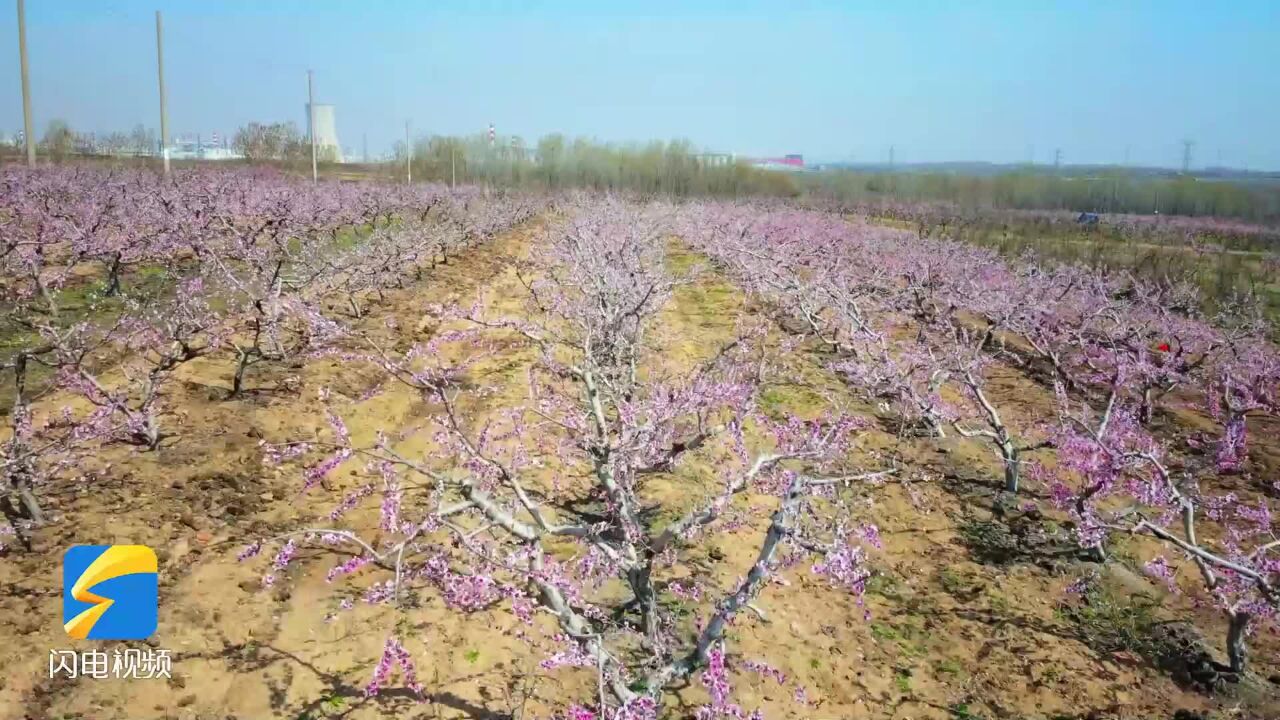 临沂莒南:200余亩桃花竞相开放 宛如粉色海洋