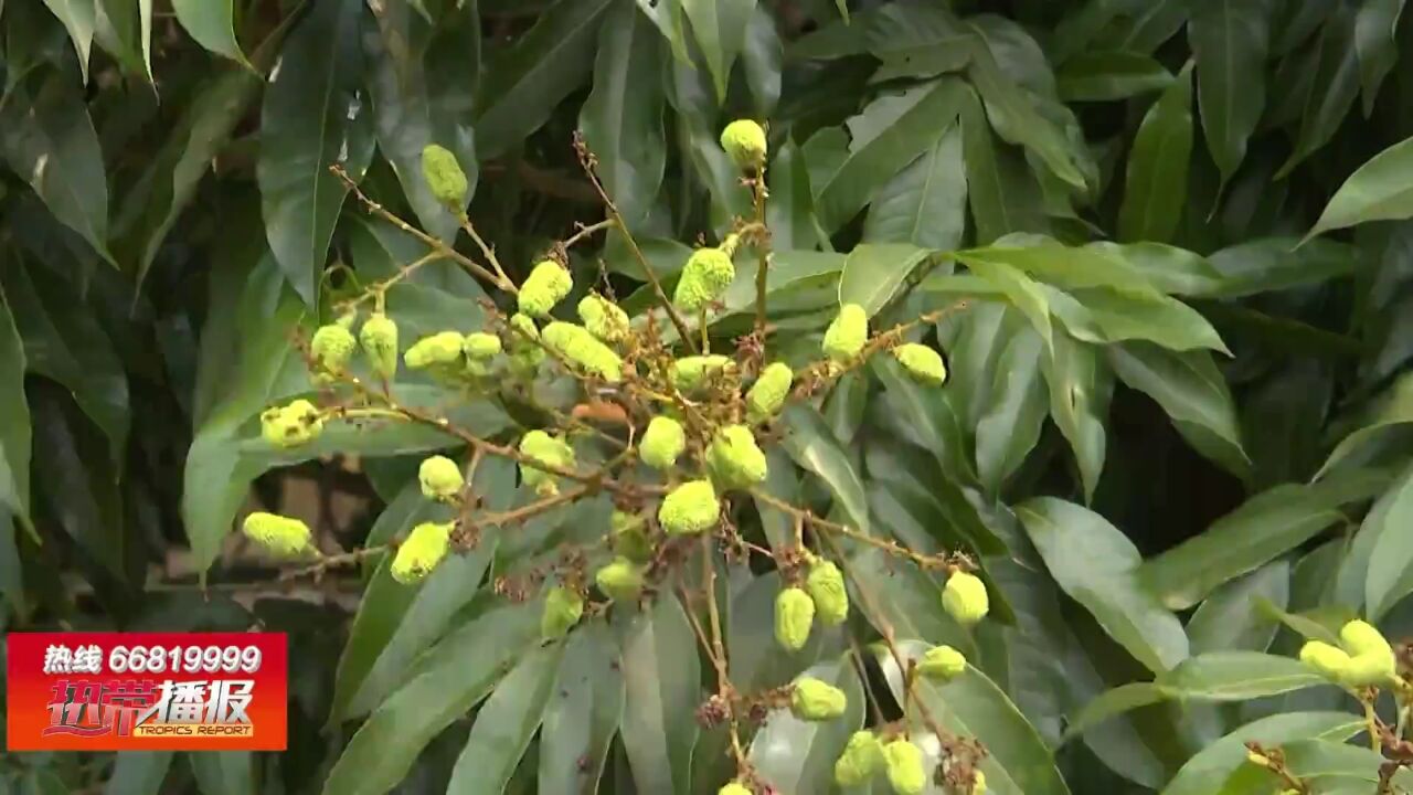 “仙桃荔”满枝头 一个月后上市