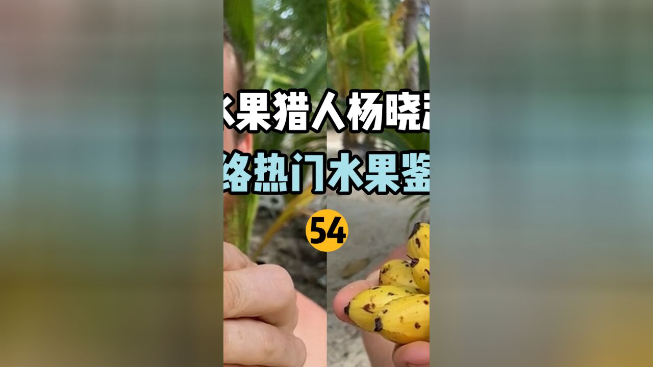 【水果猎人】网络热门水果鉴定54