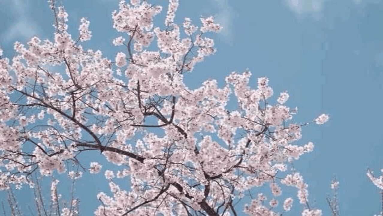 繁花似锦!在花海中与春天撞个满怀