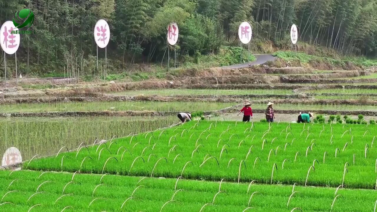 【乡村振兴进行时】桂洋镇桂洋村:谷雨时节至 栽秧打田忙