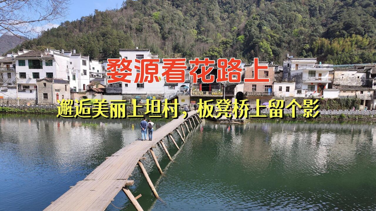 婺源看花路上,邂逅美丽上坦村,板凳桥上留个影