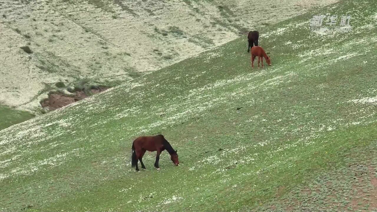 新疆特克斯县:野花铺满青草地