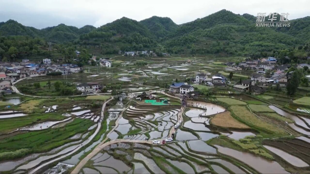 贵州余庆:春耕火热开犁 农民田野“撒欢”