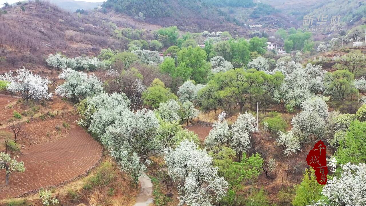 千城百县看中国|河北承德:海棠花开“映”出乡村盛景