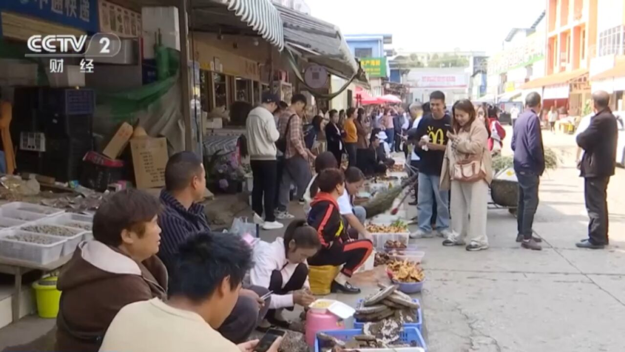 云南昆明野生菌大量上市,专业人员健康提示:食用须小心