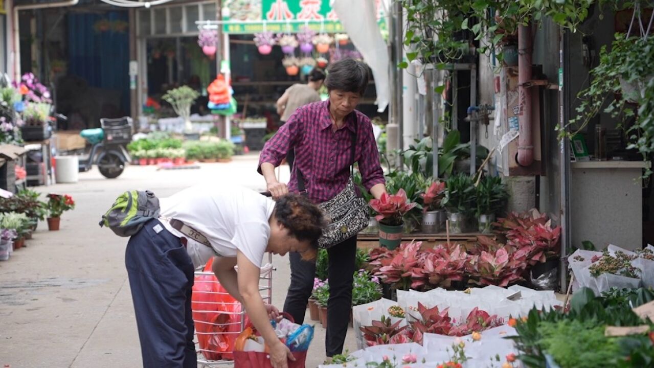 母亲节前广州花卉市场订单火爆,一扎康乃馨一夜爆涨20元