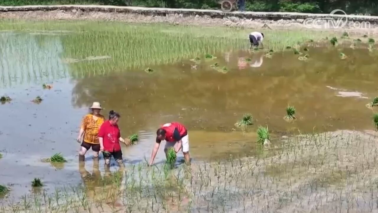 重庆:三夏时节,多举措保障水稻种植