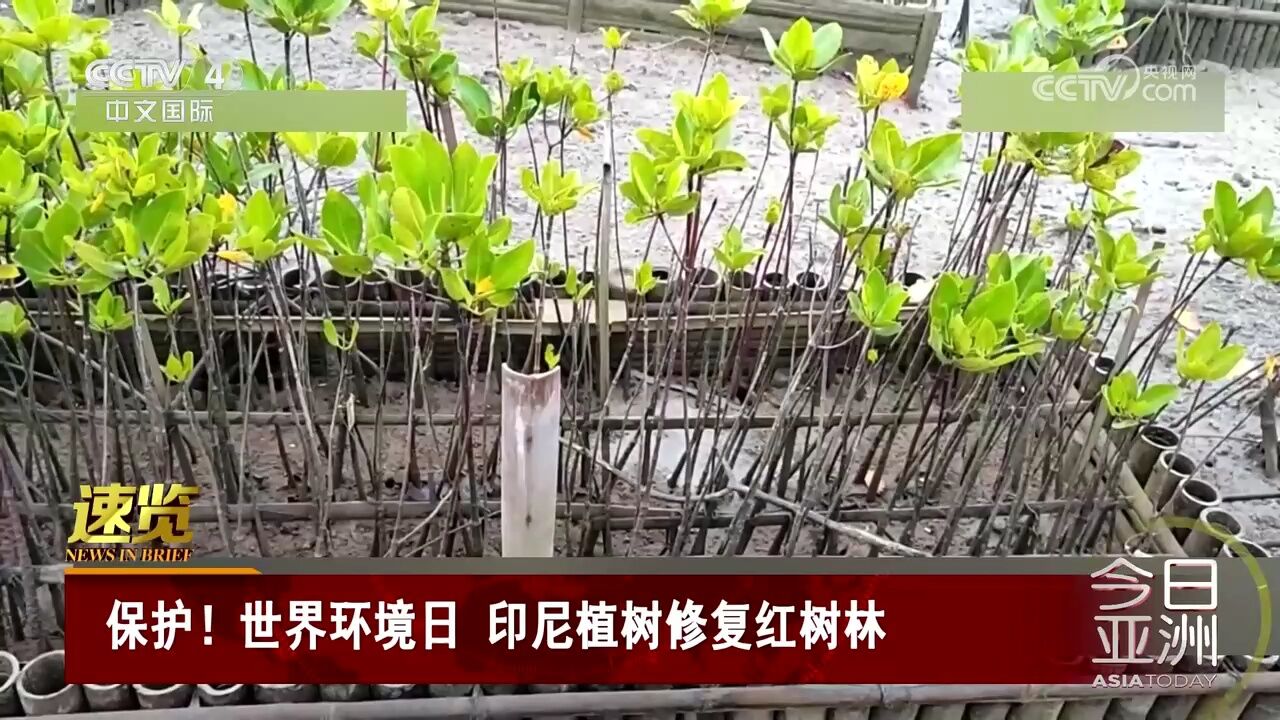 保护!世界环境日 印尼植树修复红树林