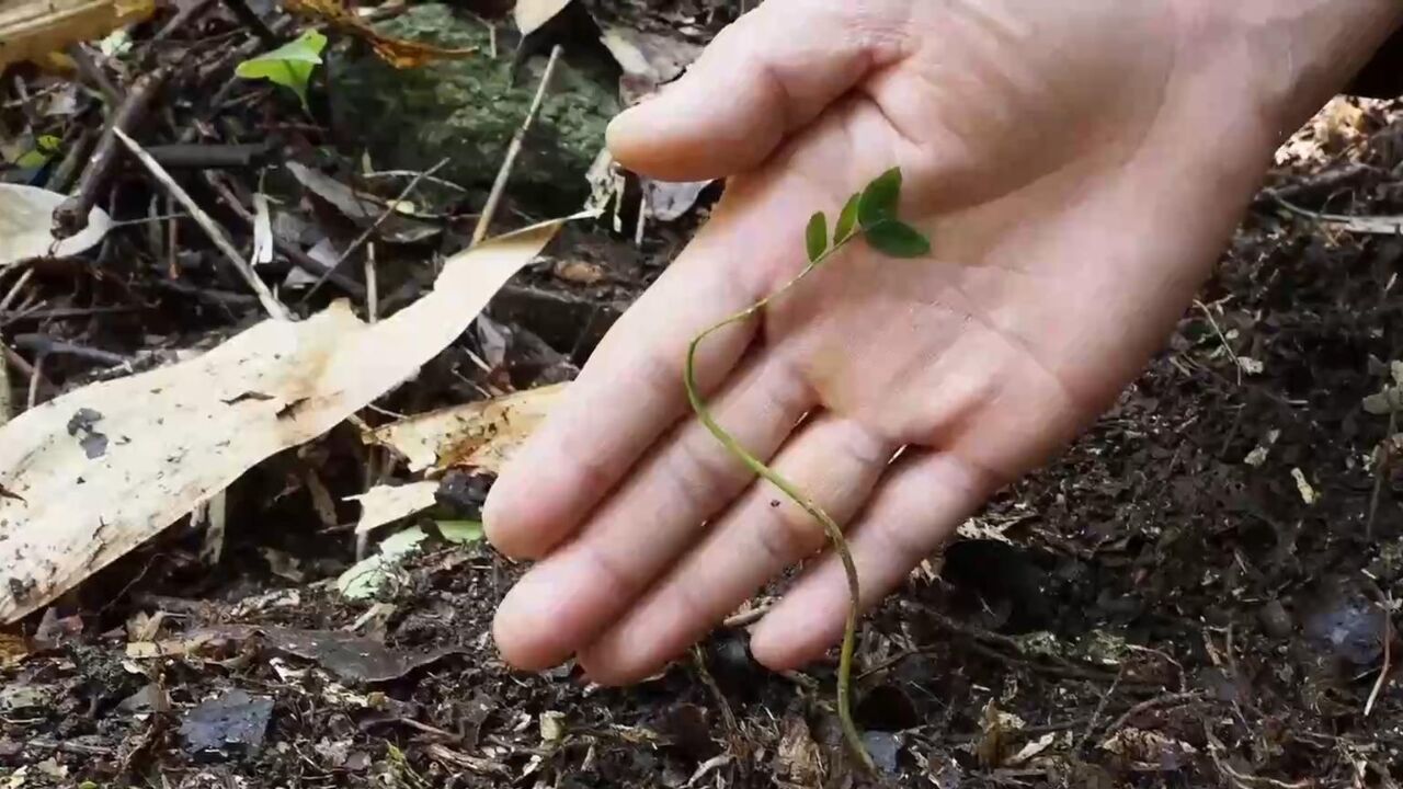 湖南南岳:发现国家一级重点保护野生植物绒毛皂荚种子萌生的幼苗