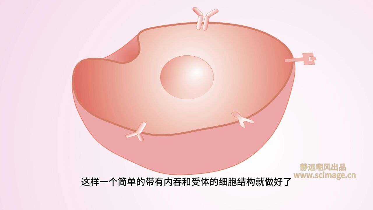 如何绘制表面带有受体的细胞膜(CorelDRAW软件CDR软件)【宋元元博主】