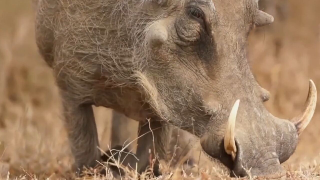 白犀牛仅次于大象,是陆地上的第二大哺乳动物,体重可达4吨