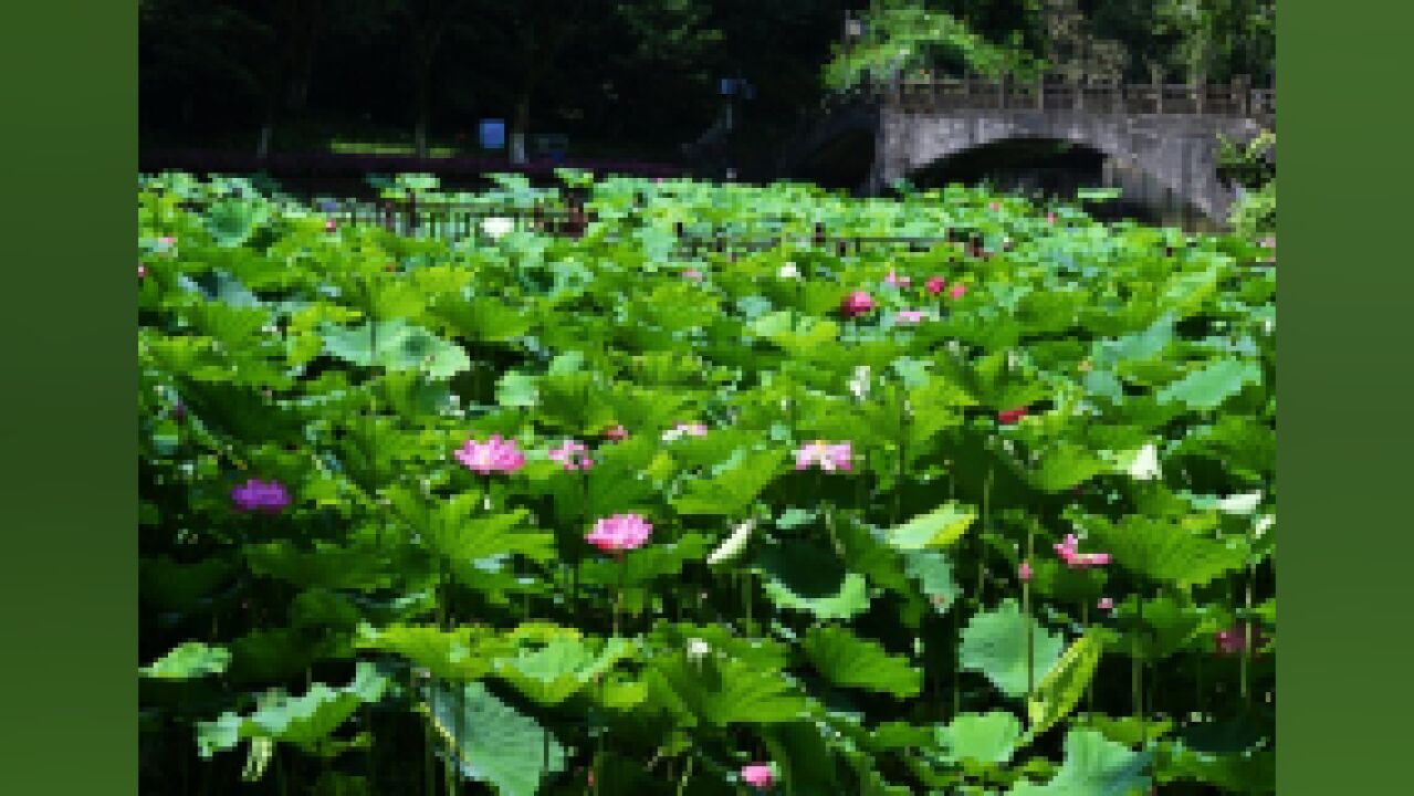 映日荷花别样红!快来江北区石门公园收获“好运莲莲”