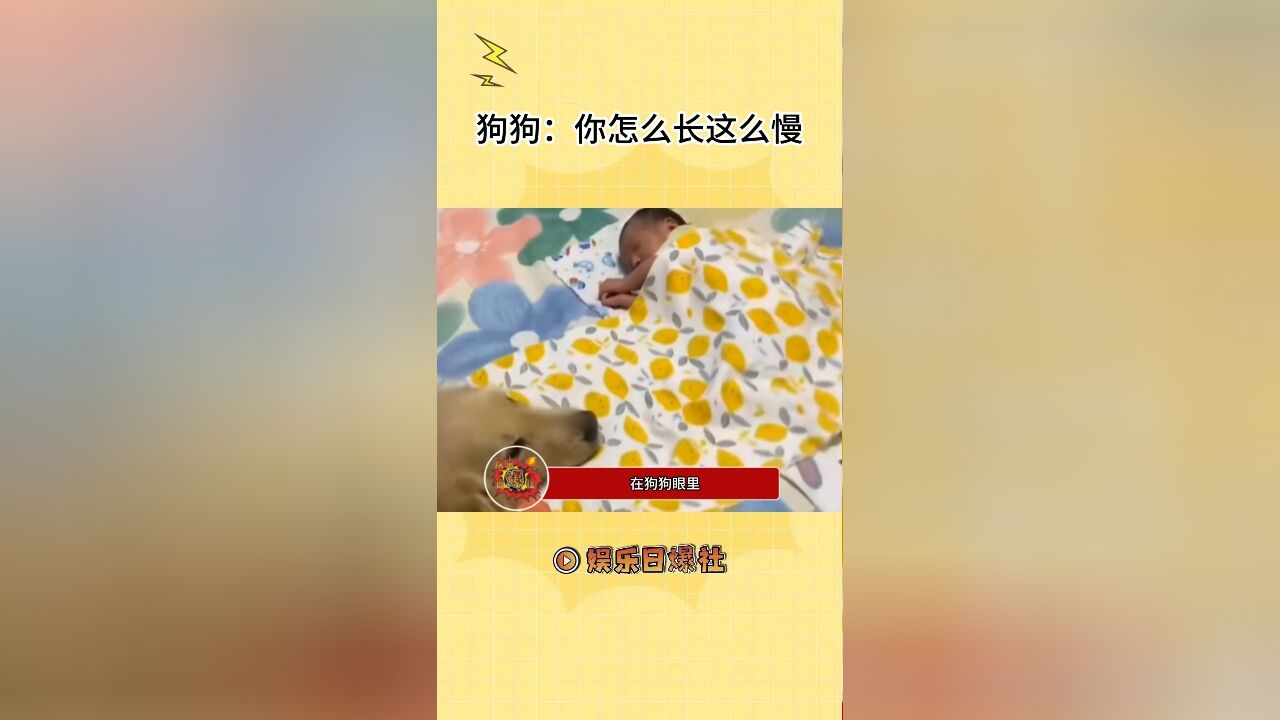 在狗狗眼里,人类是守护家族的巨人