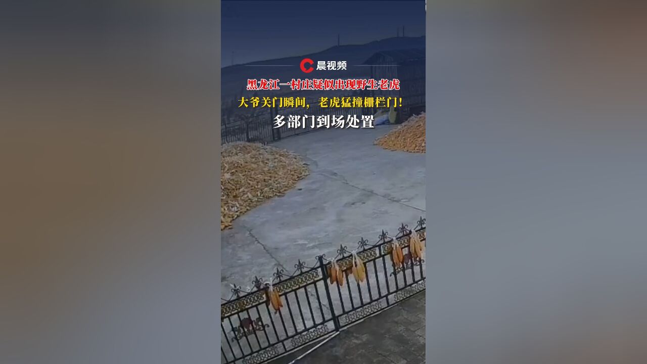 多部门到场处置!黑龙江一村庄疑似出现野生老虎:村民关门瞬间,老虎猛撞栅栏门