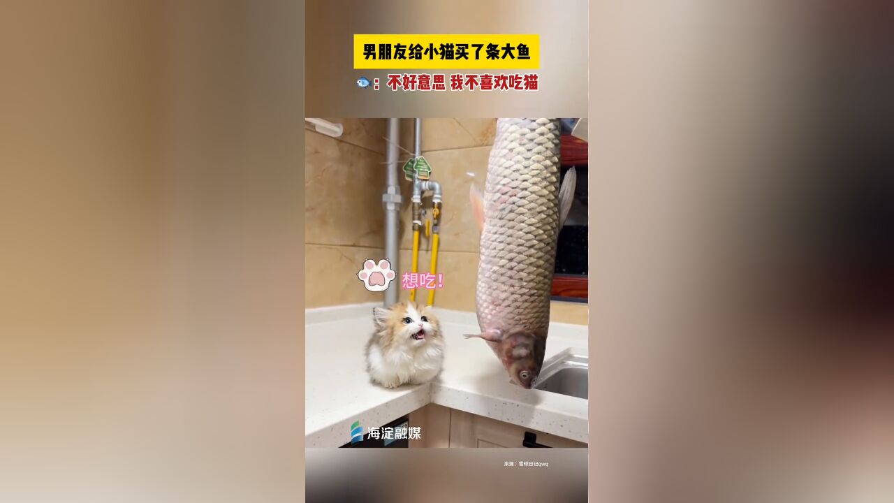 男朋友给小猫买了条大鱼,鱼:不好意思,我不喜欢吃猫