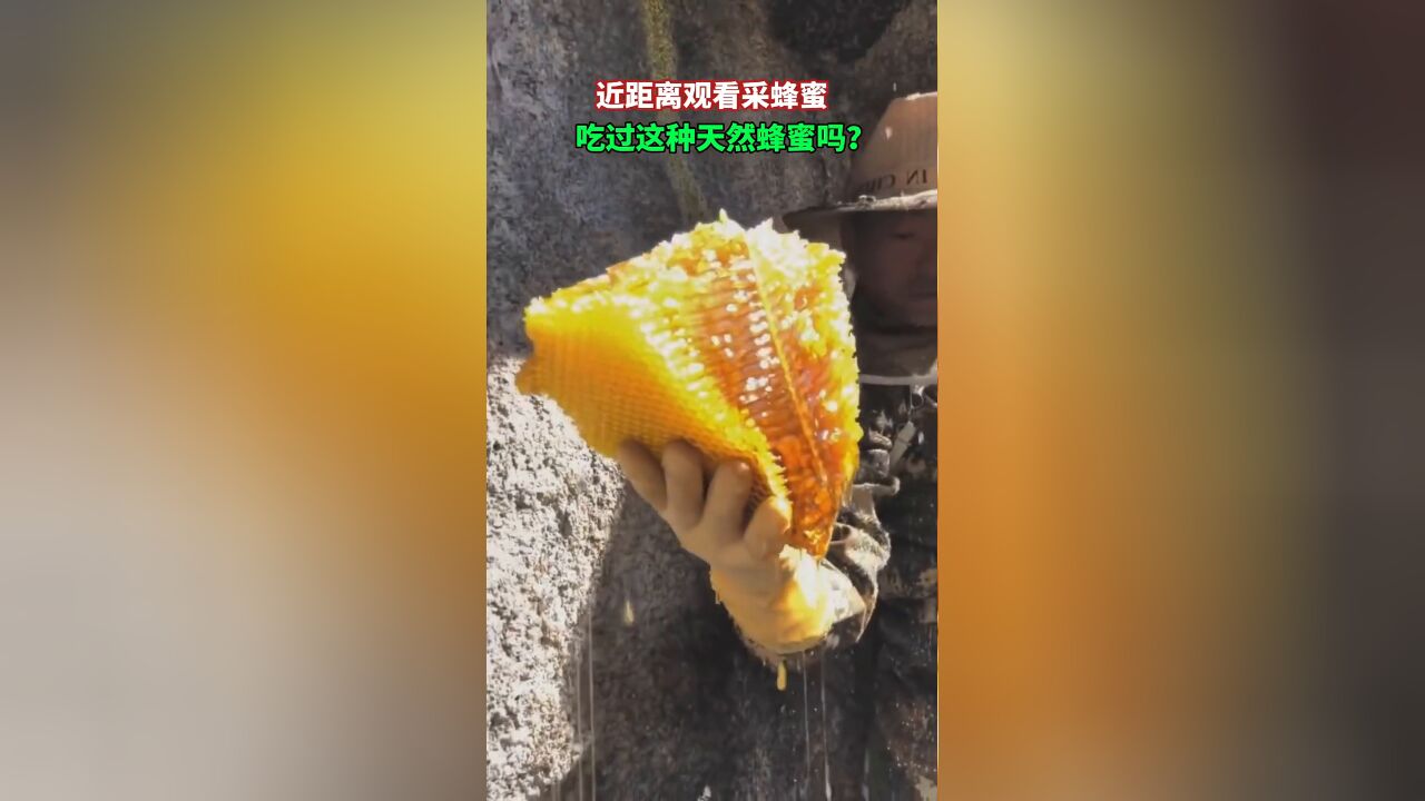 近距离观看采蜂蜜,吃过这种天然蜂蜜吗?