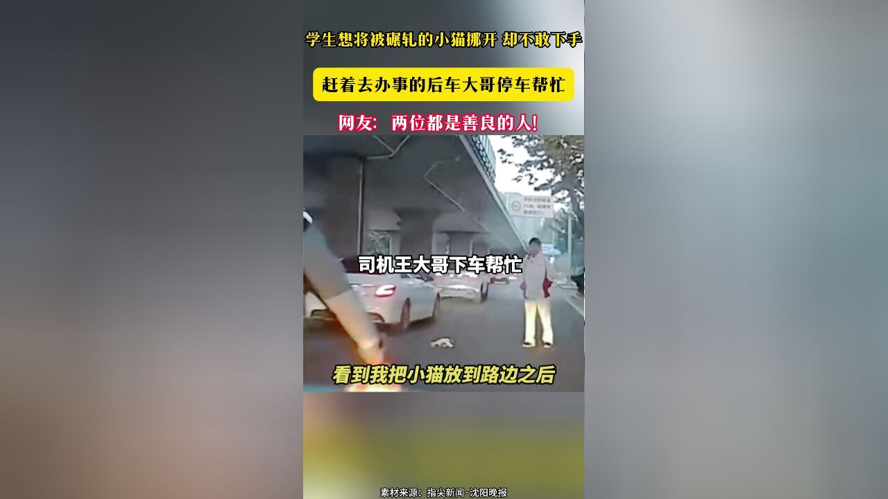 学生想将被碾轧的小猫挪开 却不敢下手 赶着去办事的后车大哥停车帮忙 网友:两位都是善良的人!