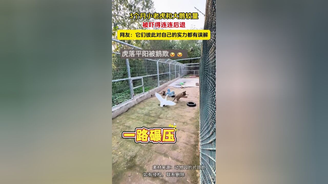 3个月小老虎和大鹅较量,被吓得连连后退.网友:它们彼此对自己的实力都有误解