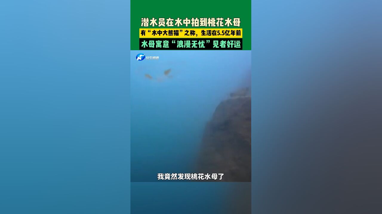 11月20日河南驻马店确山,潜水员发现有“水中大熊猫”之称的桃花水母,生活在5.5亿年前,比恐龙还要古老,水母寓意“浪漫无忧”见者好运!