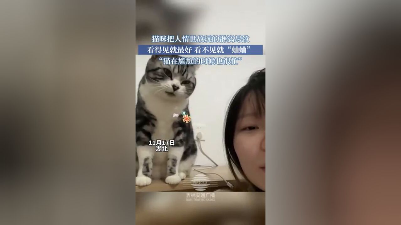 猫咪把人情世故玩得淋漓尽致