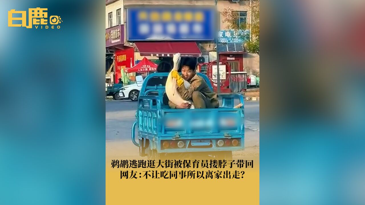 鹈鹕逃跑逛大街被保育员搂脖子带回