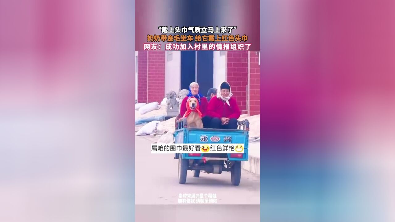 “戴上头巾气质立马上来了”,奶奶带金毛坐车 给它戴上红色头巾,网友:成功加入村里的情报组织了