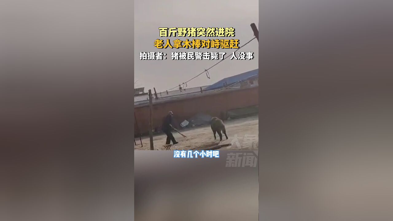 百斤野猪突然进院,老人拿木棒对峙驱赶,目前猪已被民警击毙