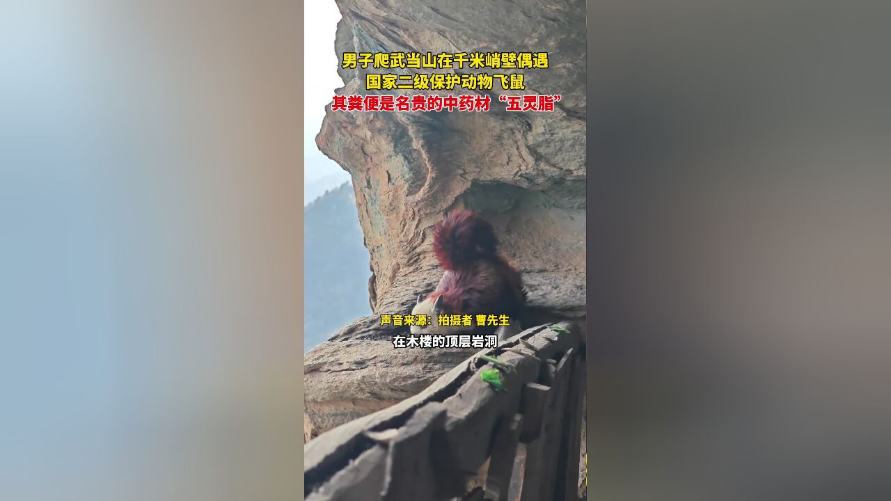 男子爬武当山在千米峭壁偶遇,国家二级保护动物飞鼠,其粪便是名贵的中药材“五灵脂”