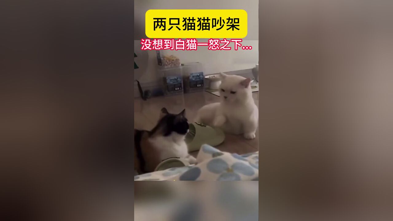 两只猫猫吵架,没想到白猫一怒之下..