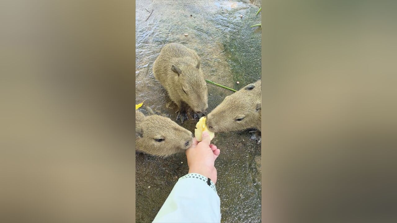 吃苹果 别吃我手呀