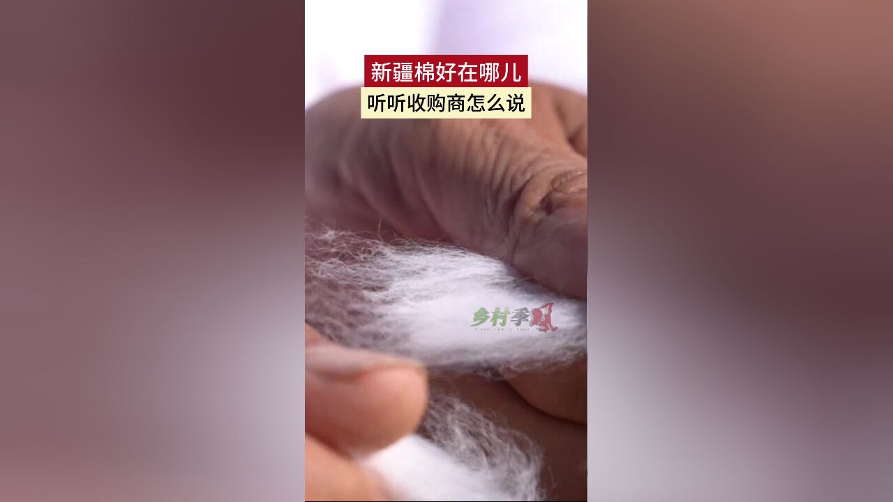 新疆棉好在哪儿 听听收购商怎么说