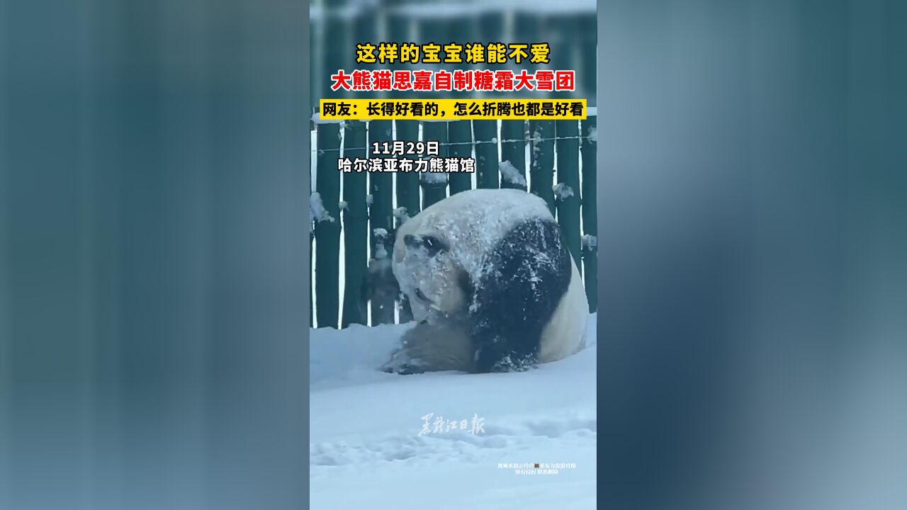 这样的宝宝谁能不爱 大熊猫思嘉自制糖霜大雪团