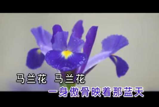 马兰花_腾讯视频