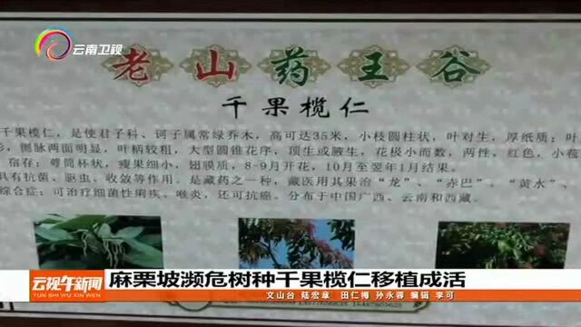 麻栗坡濒危树种干果榄仁移植成活