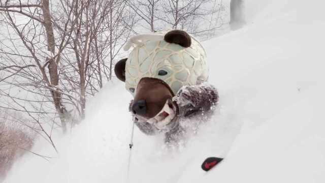 快看!有一只熊在滑雪 这样在万圣节真能吓到人吗