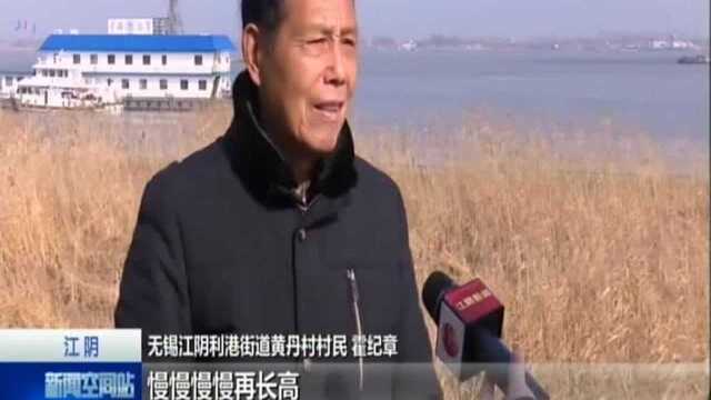 江阴:和网红打卡地说再见 江滩千亩芦苇进入收割季