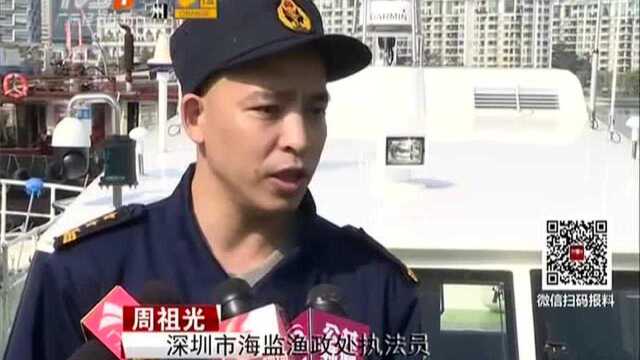 深圳:海湾嬉戏 中华白海豚“组团”来过年