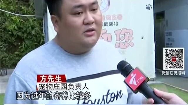 广州:寄养生意火爆 宠物庄园“一笼难求”