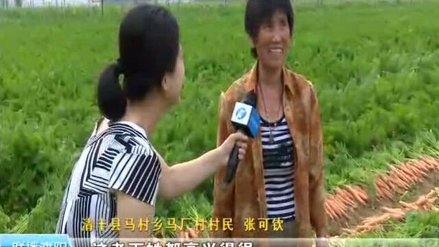 清丰县马村乡:以产业兴旺推动乡村振兴