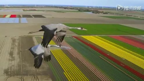 飞往天堂的翅膀：“迁徙的鸟”经典再现短片