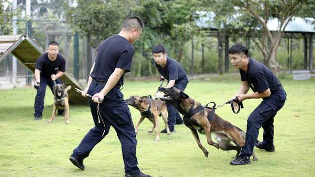 10秒嗅出一个炸弹!济宁警犬开直播引23万人围观