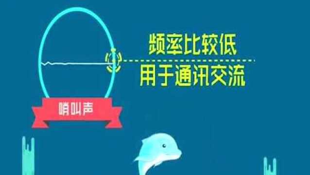 誉为“海上大熊猫”的中华白海豚发出两种声音,一种人类根本听不到!