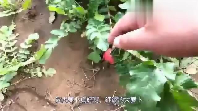 在农村这种食物叫倭瓜,你们知道是什么吗?小伙去奶奶家摘了一堆