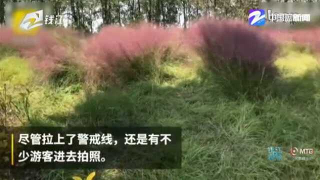 南京江心洲粉黛乱子草 被踩成杂草地